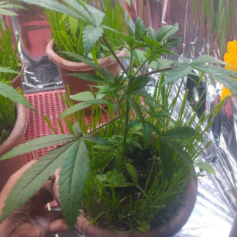 Rita Lee  growlog photo: Antes das amarras
