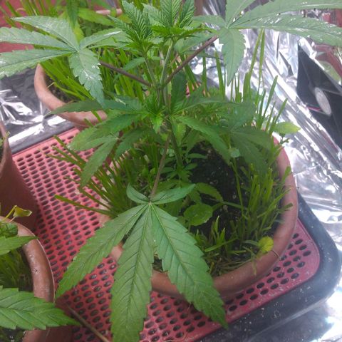 Rita Lee  growlog photo: Antes das amarras