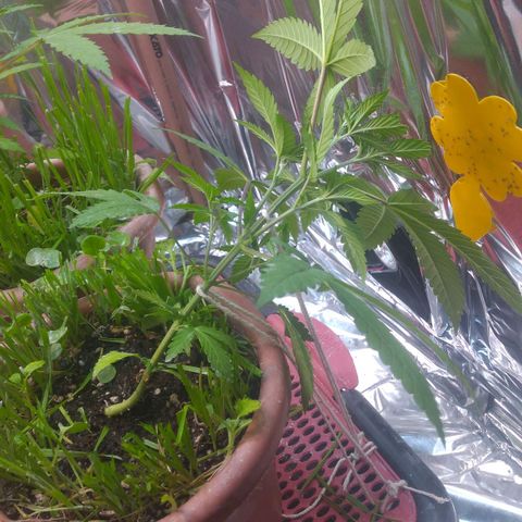 Rita Lee  growlog photo: Pós amarras 