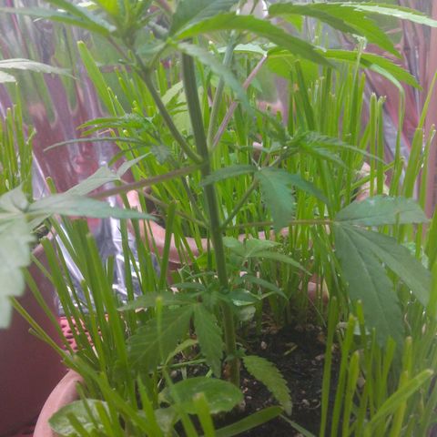 Rita Lee  growlog photo: Antes das amarras