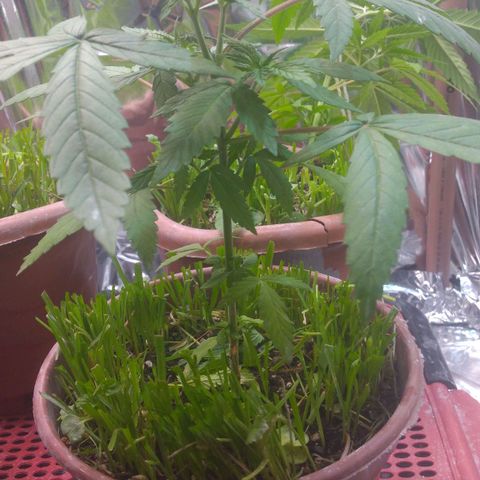 Cássia Eller  growlog photo: Antes das amarras