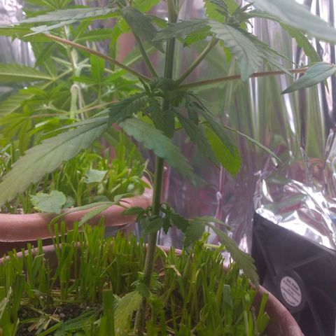 Cássia Eller  growlog photo: Antes das amarras