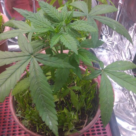 Cássia Eller  growlog photo: Antes das amarras