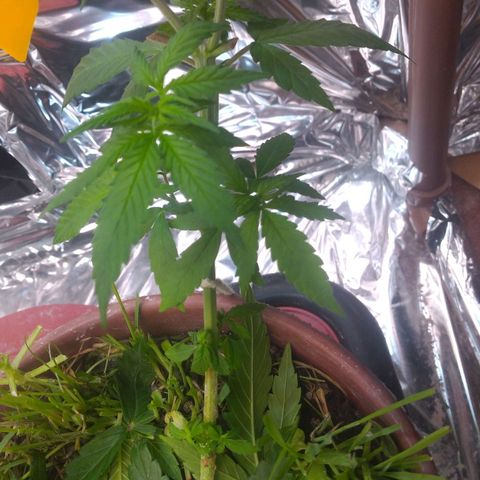 Cássia Eller  growlog timeline photo