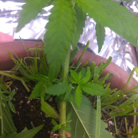 Rita Lee  growlog photo: Pós desfolhação 