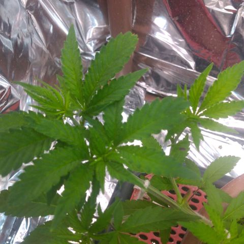 Rita Lee  growlog photo: Pós desfolhação 