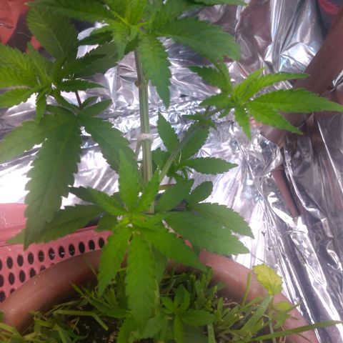 Rita Lee  growlog photo: Pós desfolhação 