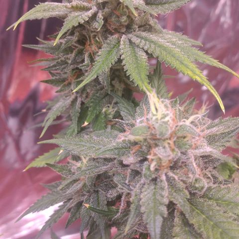 Sofie growlog photo: Início da 9° semana