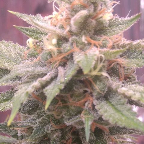 Sofie growlog photo: Início da 9° semana
