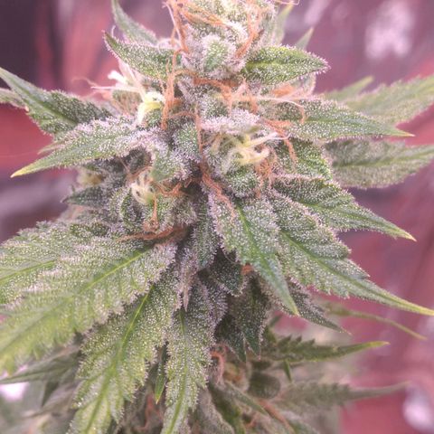 Sofie growlog photo: Início da 9° semana
