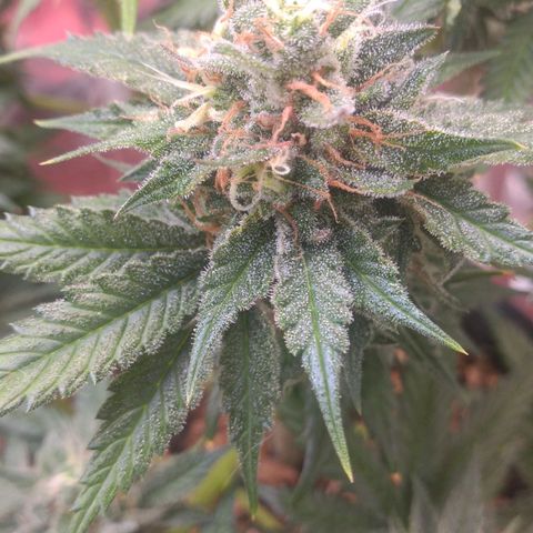 Sofie growlog photo: Início da 9° semana