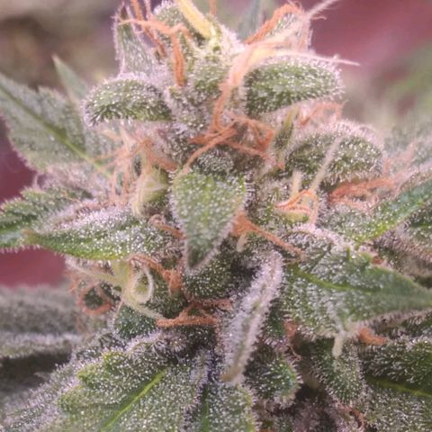Sofie growlog photo: Início da 9° semana