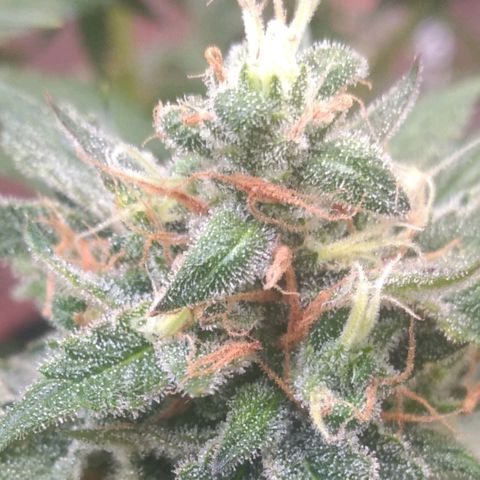 Sofie growlog photo: Início da 9° semana