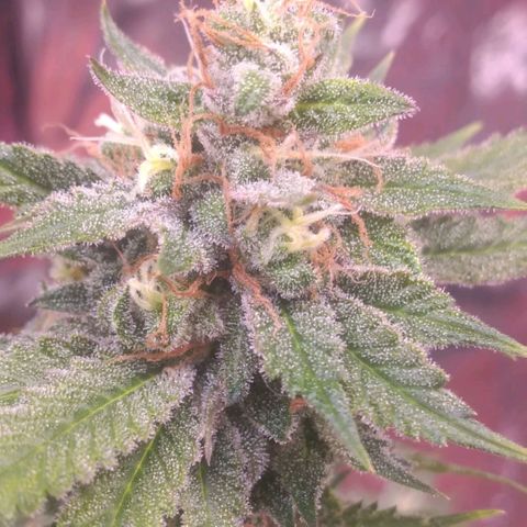 Sofie growlog photo: Início da 9° semana