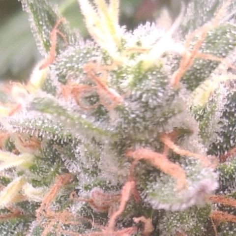 Sofie growlog photo: Início da 9° semana