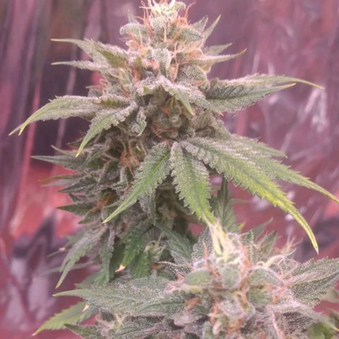 Sofie growlog photo: Início da 9° semana