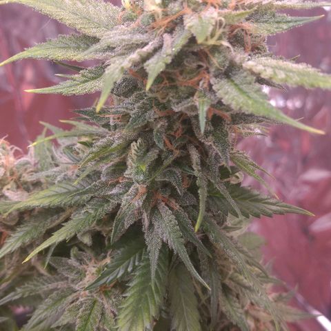 Sofie growlog photo: Início da 9° semana