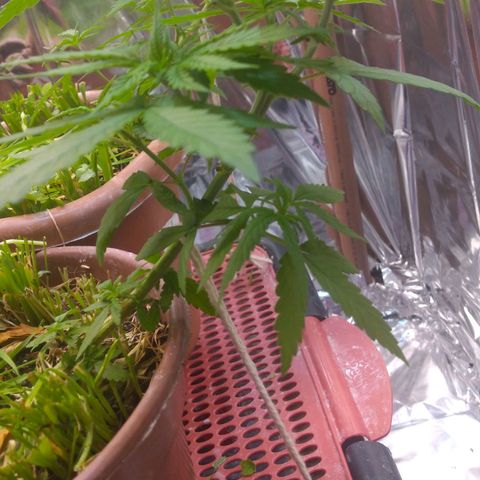 Cássia Eller  growlog timeline photo