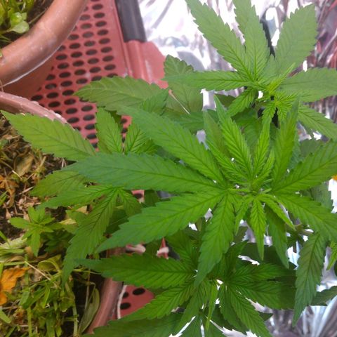 Cássia Eller  growlog timeline photo
