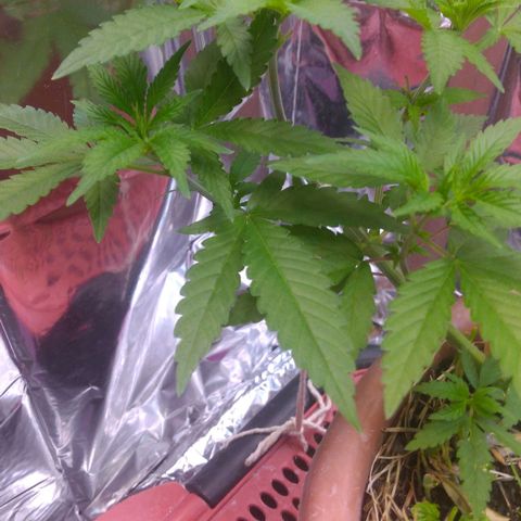 Rita Lee  growlog timeline photo