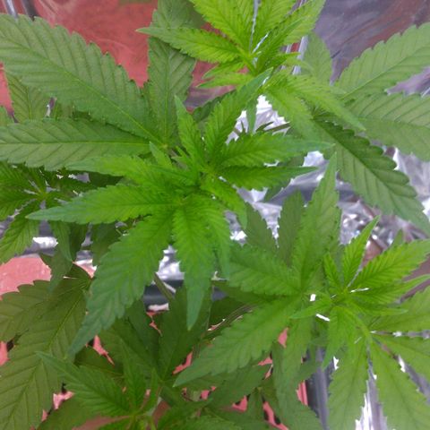 Rita Lee  growlog timeline photo