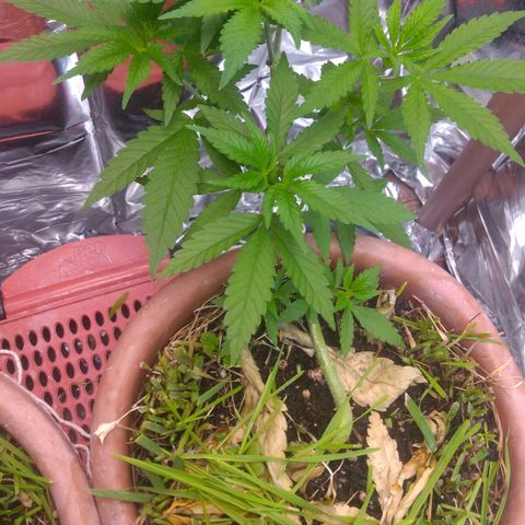 Rita Lee  growlog timeline photo
