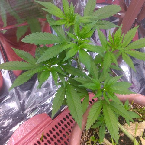 Rita Lee  growlog timeline photo