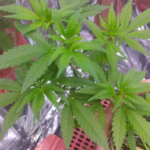 Rita Lee  growlog timeline photo
