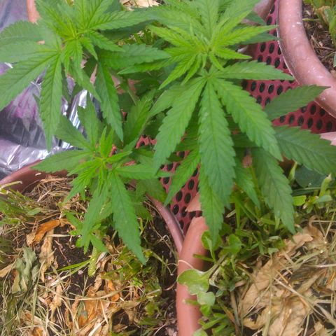 Cássia Eller  growlog photo: Antes e depois da desfolhação 