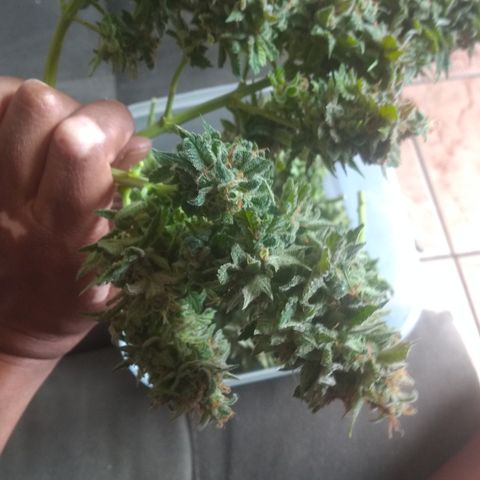 Sofie growlog timeline photo
