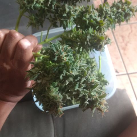 Sofie growlog timeline photo