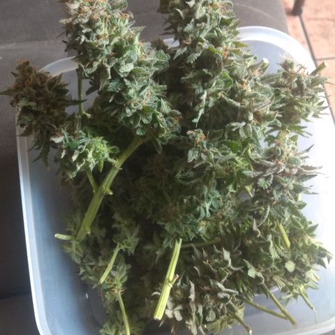 Sofie growlog timeline photo