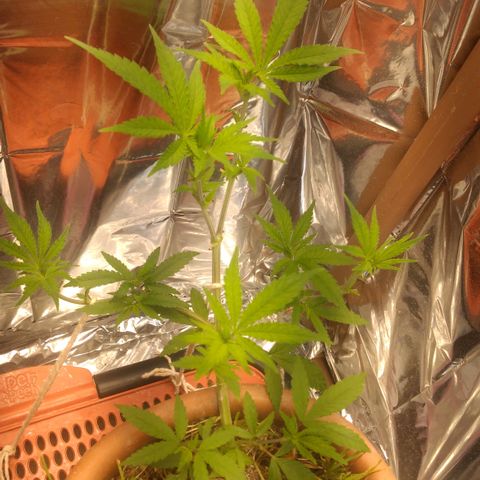 Rita Lee  growlog timeline photo