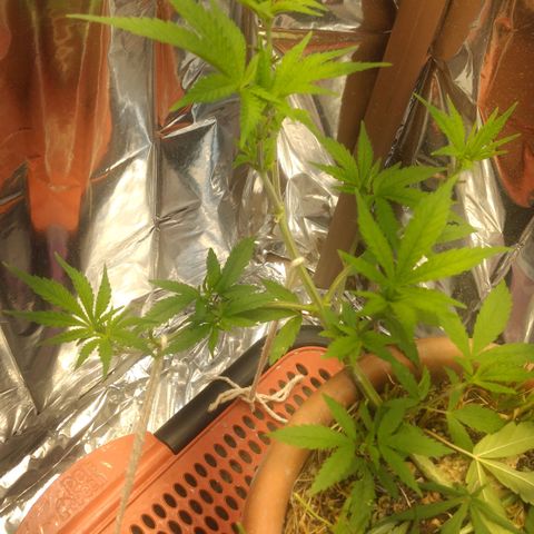 Rita Lee  growlog timeline photo
