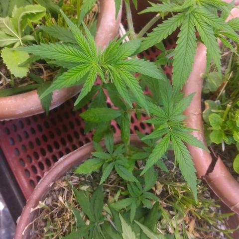 Cássia Eller  growlog timeline photo