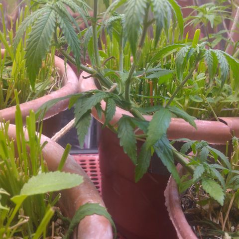 Cássia Eller  growlog photo: Planta tava murcha
Antes do transplante
