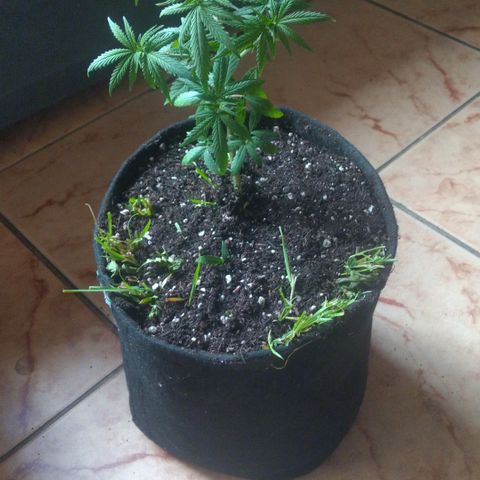 Cássia Eller  growlog timeline photo