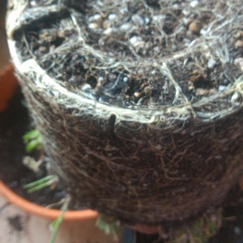 Cássia Eller  growlog timeline photo
