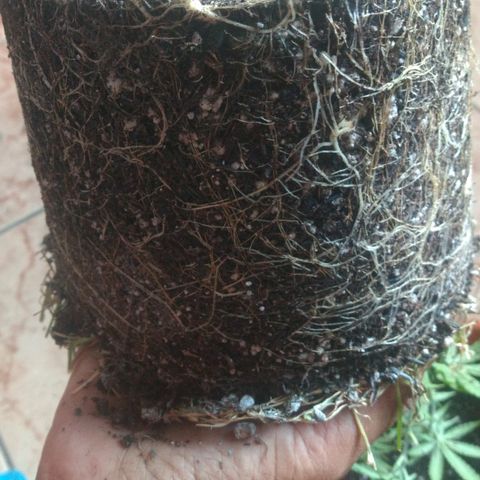 Cássia Eller  growlog timeline photo