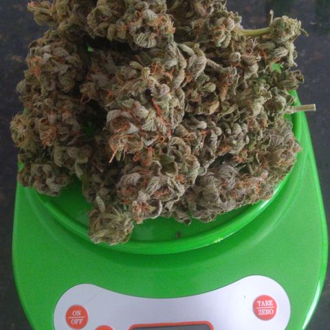Sofie growlog photo: 9 dias de secagem