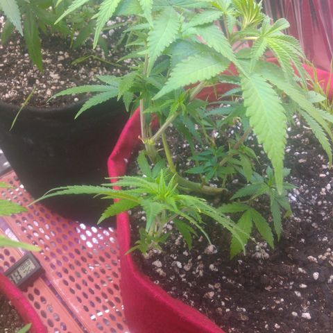 Rita Lee  growlog timeline photo