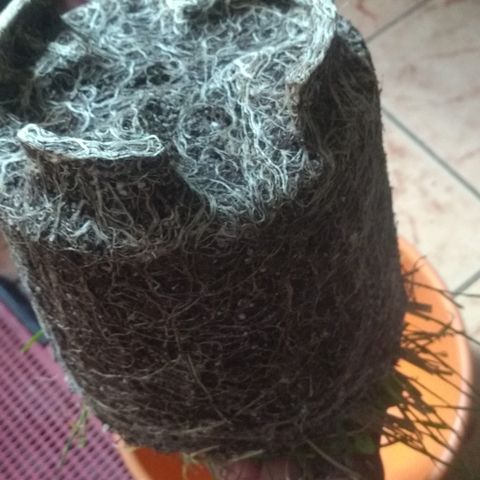Rita Lee  growlog photo: Transplante para o vaso de 11L