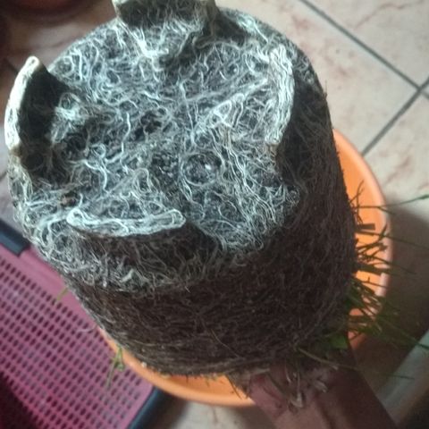 Rita Lee  growlog photo: Transplante para o vaso de 11L