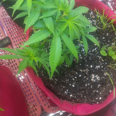 Rita Lee  growlog timeline photo