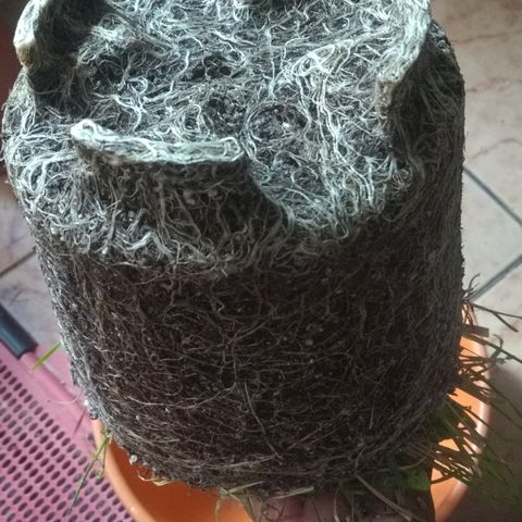 Rita Lee  growlog photo: Transplante para o vaso de 11L