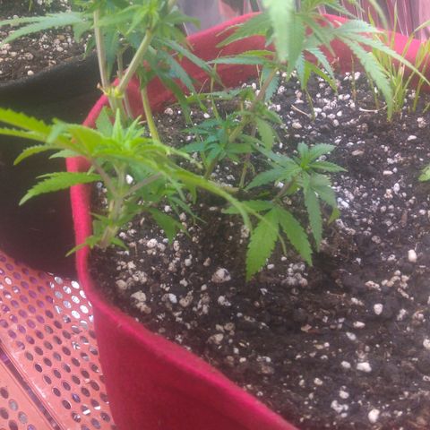 Rita Lee  growlog timeline photo