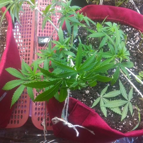 Rita Lee  growlog photo: Amarras