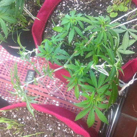 Rita Lee  growlog photo: Amarras