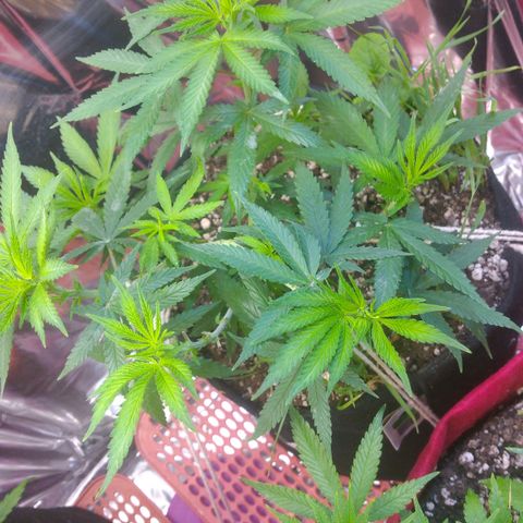 Cássia Eller  growlog photo: Desfolhação pré flora