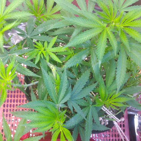 Cássia Eller  growlog photo: Desfolhação pré flora
